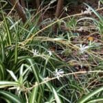 spider plant soil