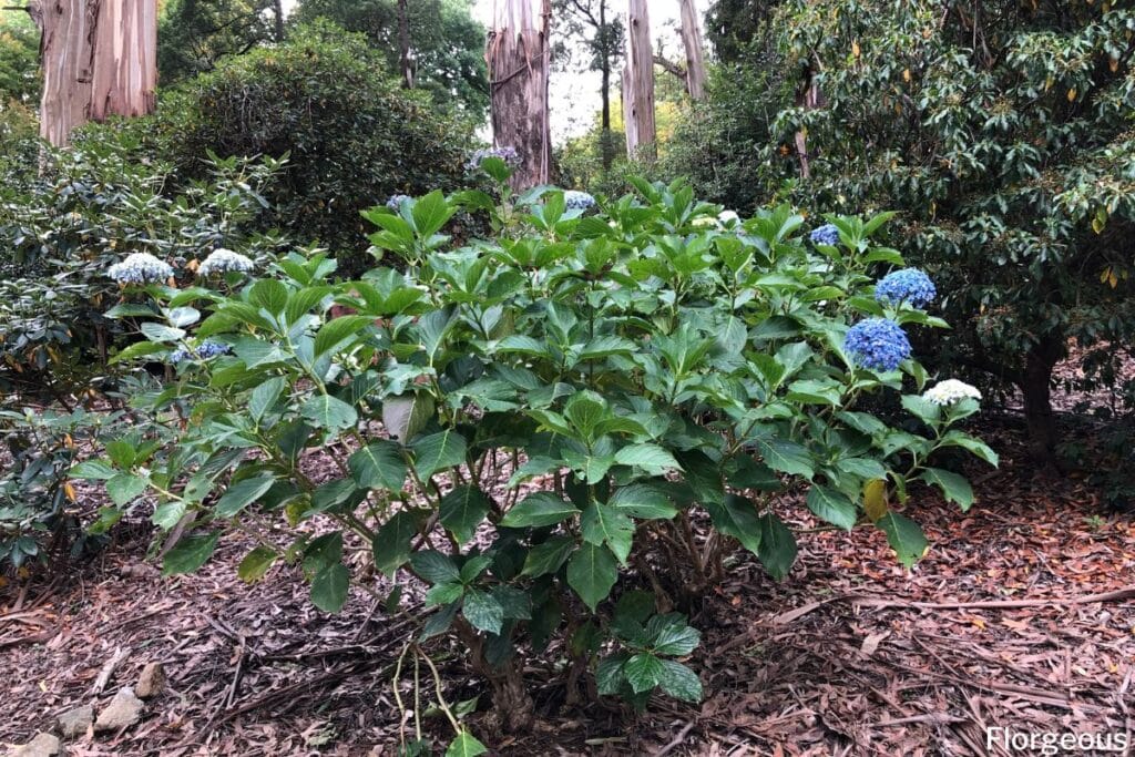 blue hydrangea bush