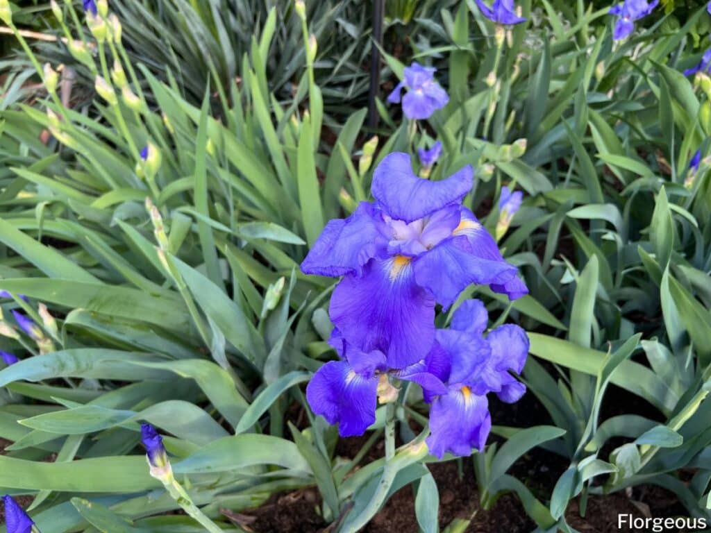 blue iris flowers