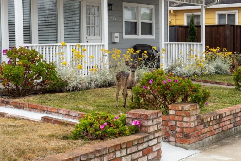 Do Deer Eat Roses? How to Prevent This Successfully