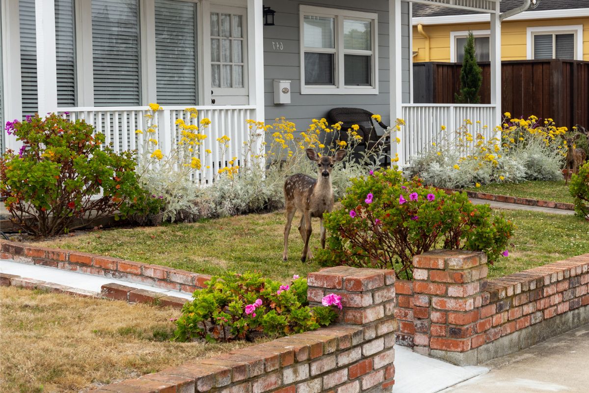 Do Deer Eat Roses? How to Prevent This Successfully | Florgeous