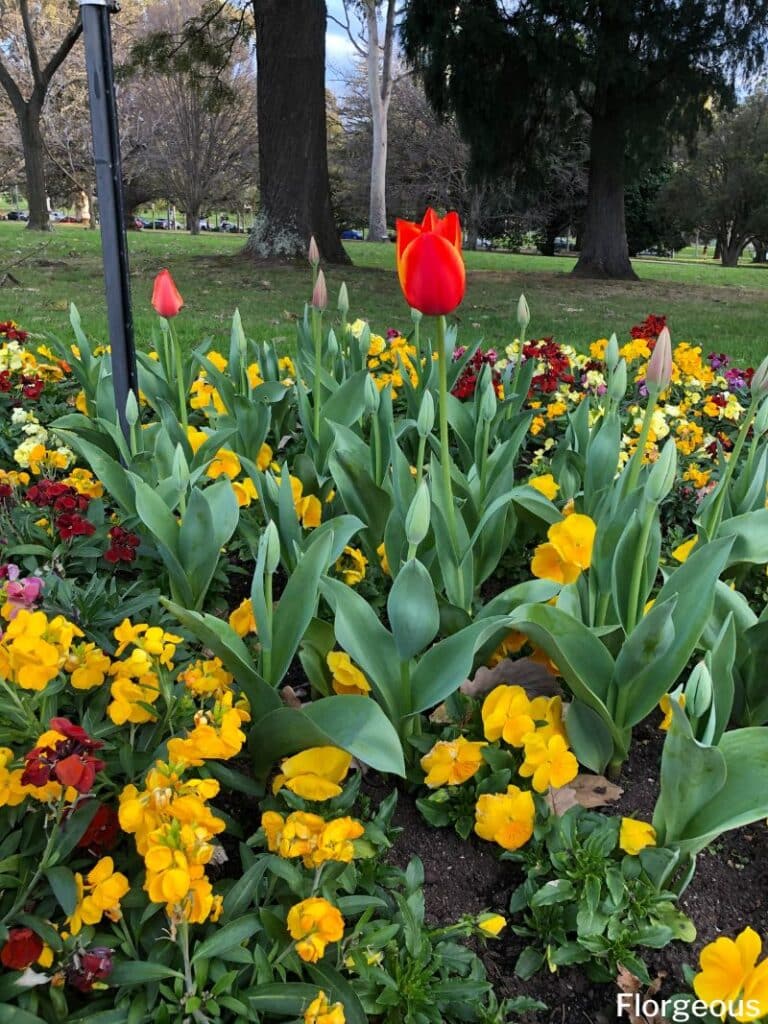 flowers around tulips