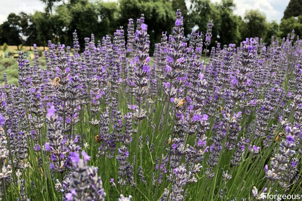 growing lavender