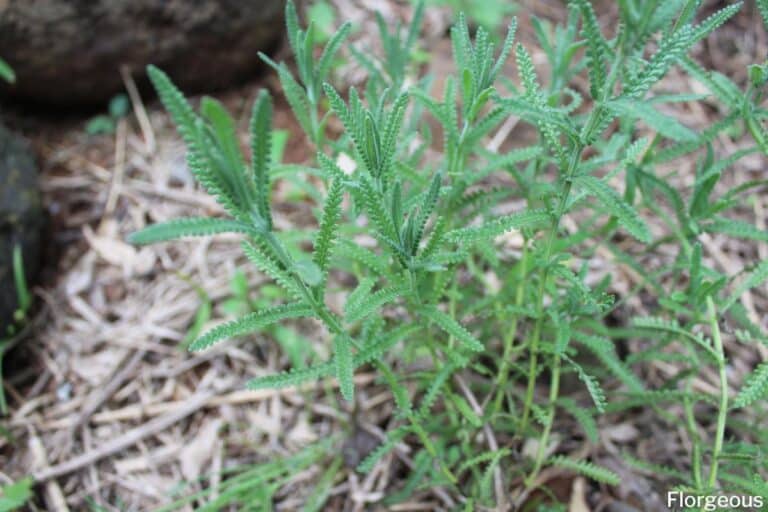 How to Grow Lavender Indoors in Pots Care Guide for Beginners
