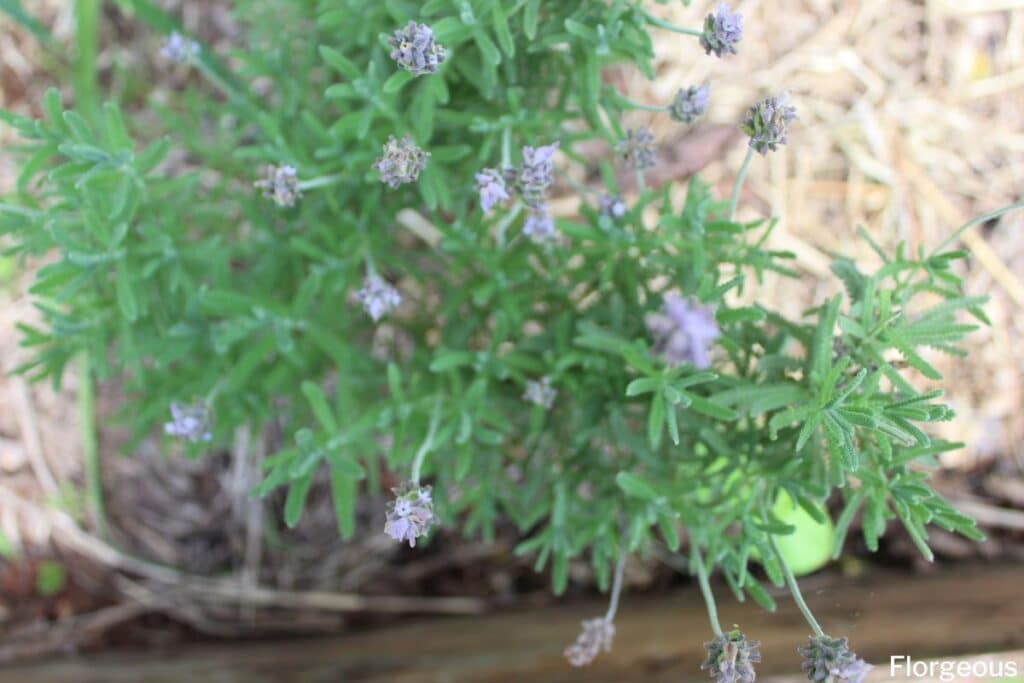 growing lavender indoors