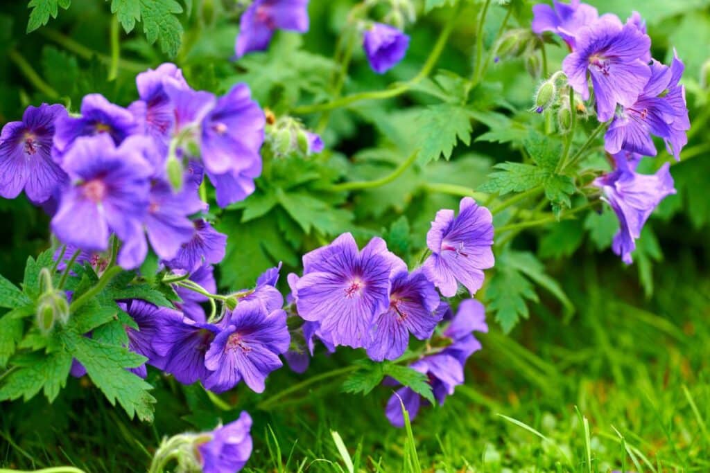 hardy geranium flowers