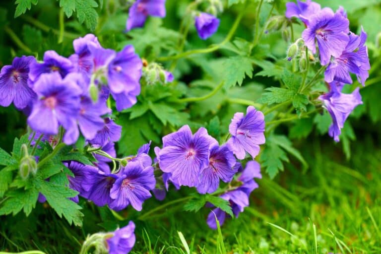 Do Deer Eat Geraniums? Are They Deer Resistant?