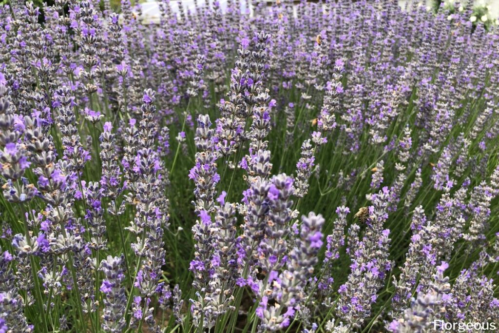 lavender soil