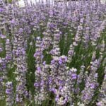 lavender soil