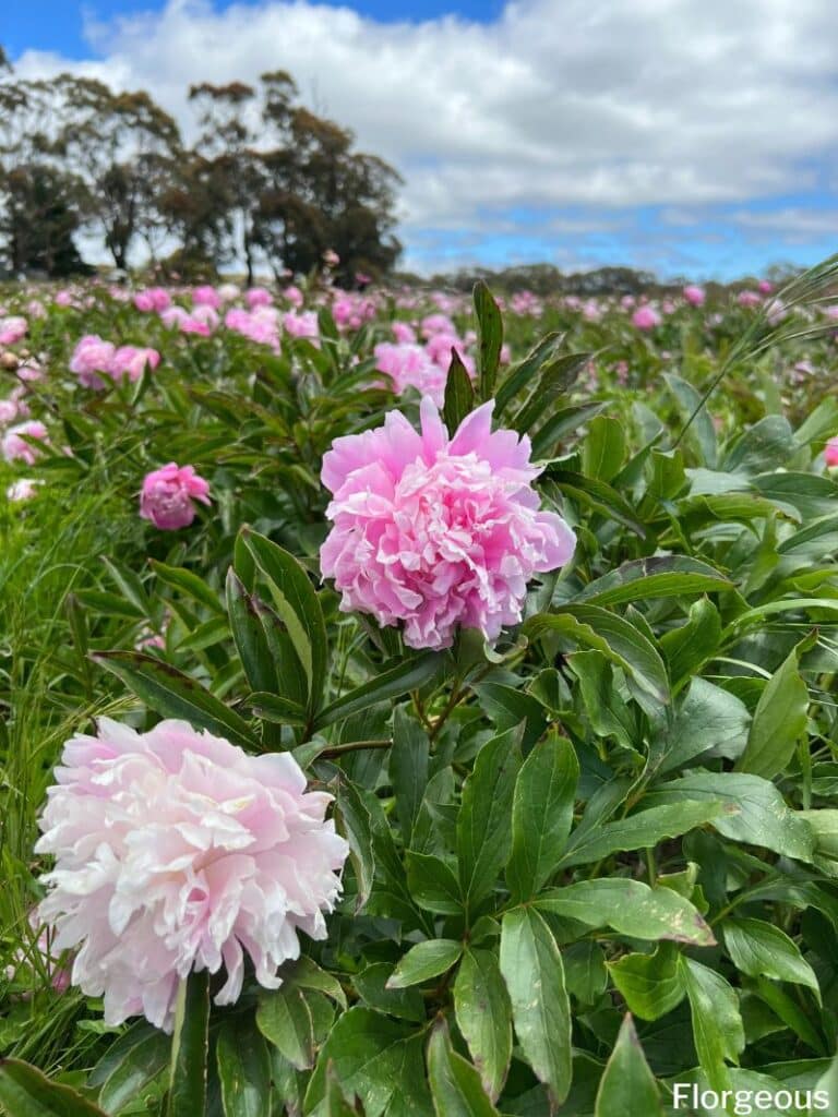 pink and white peonies