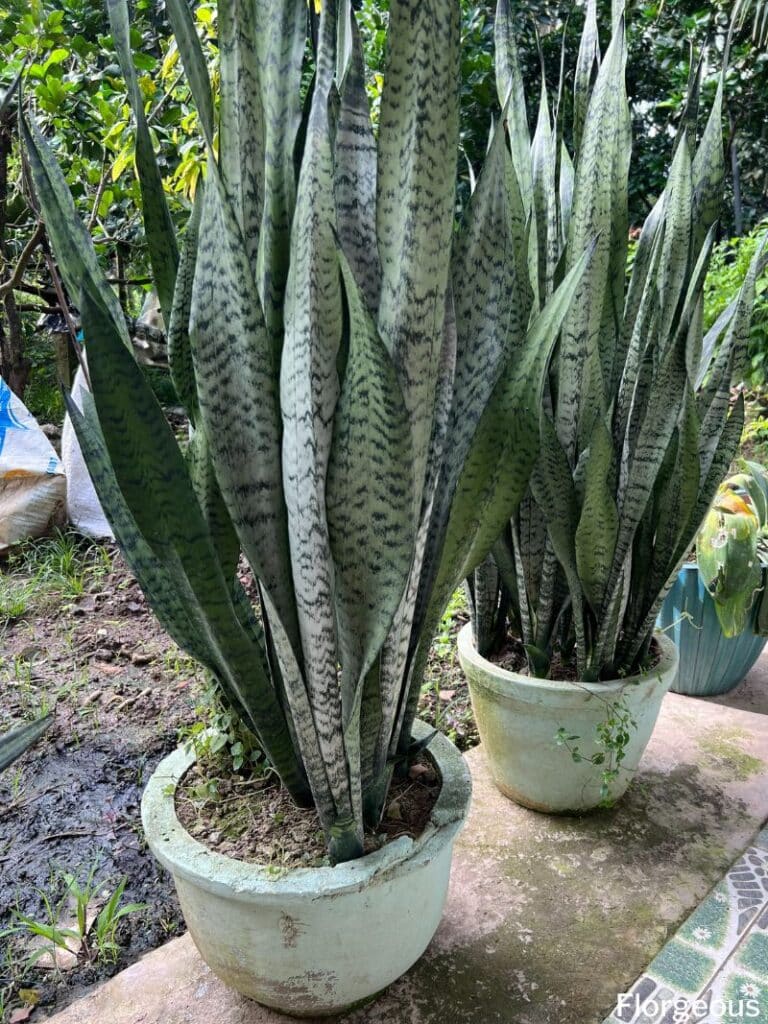 potted snake plants