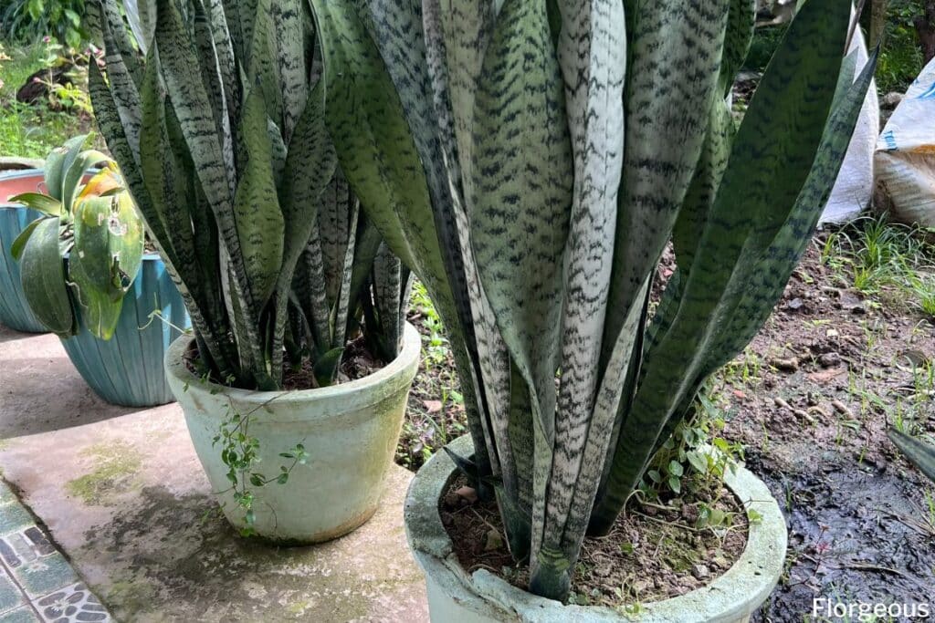 snake plant watering