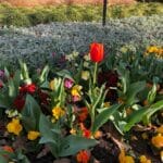 tulip companion plants
