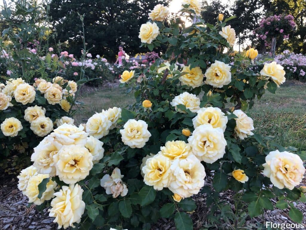 yellow rose bushes