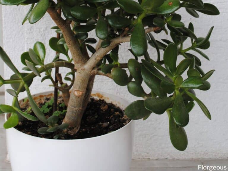 choosing the right soil for your baby jade plant what you need to know