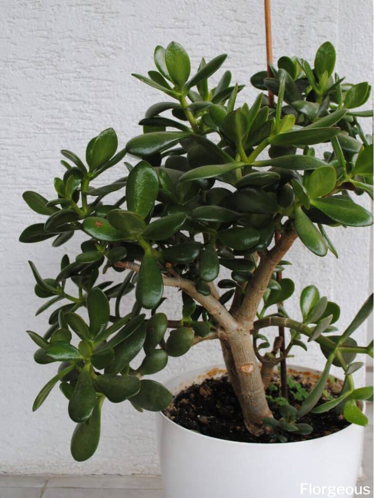 potted jade plant