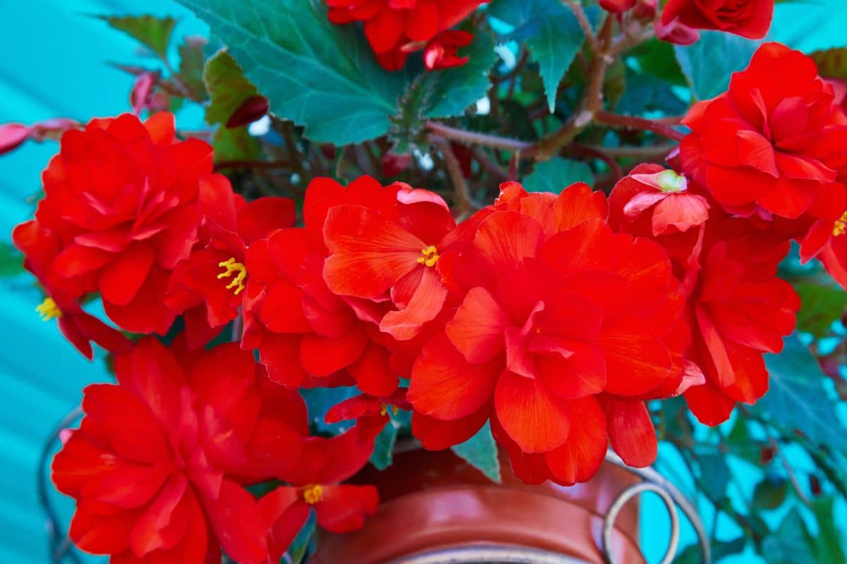 How to Grow and Care for Tuberous Begonia Plants