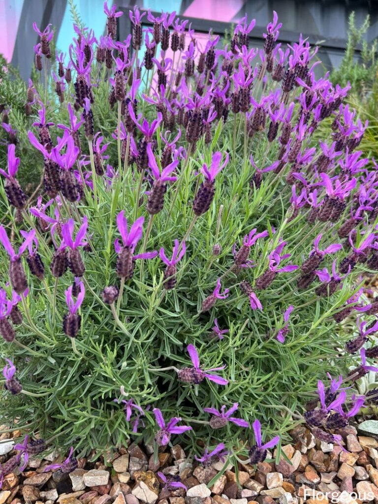 Image of Lavender and Dianthus companion planting