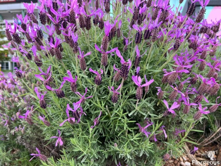 The Best Lavender Companion Plants and The Worst to Avoid