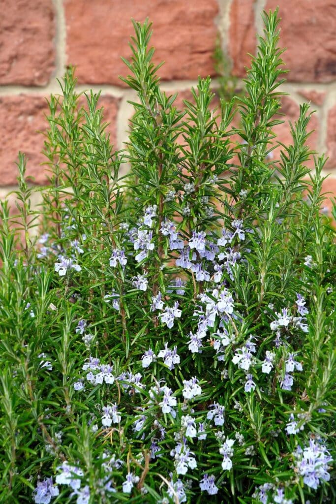 rosemary flowers