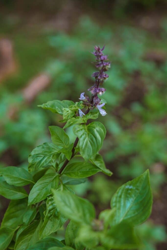 basil flower