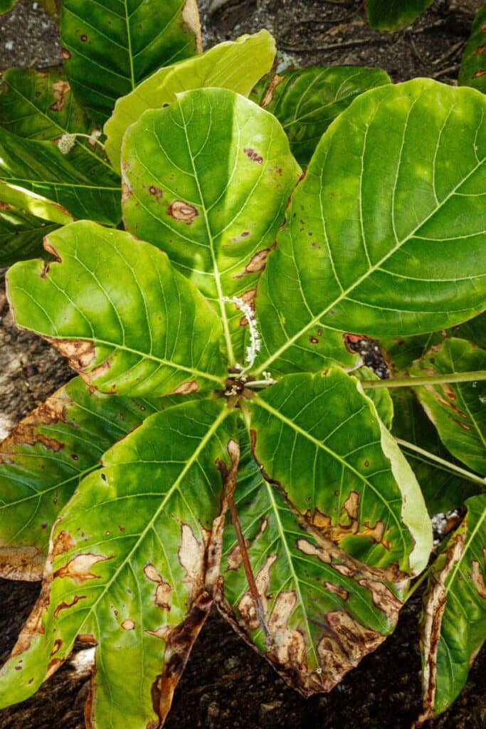 fiddle fig leaves turning brown
