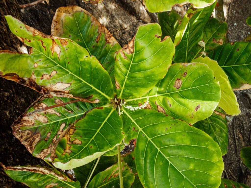 fiddle leaf fig brown spots