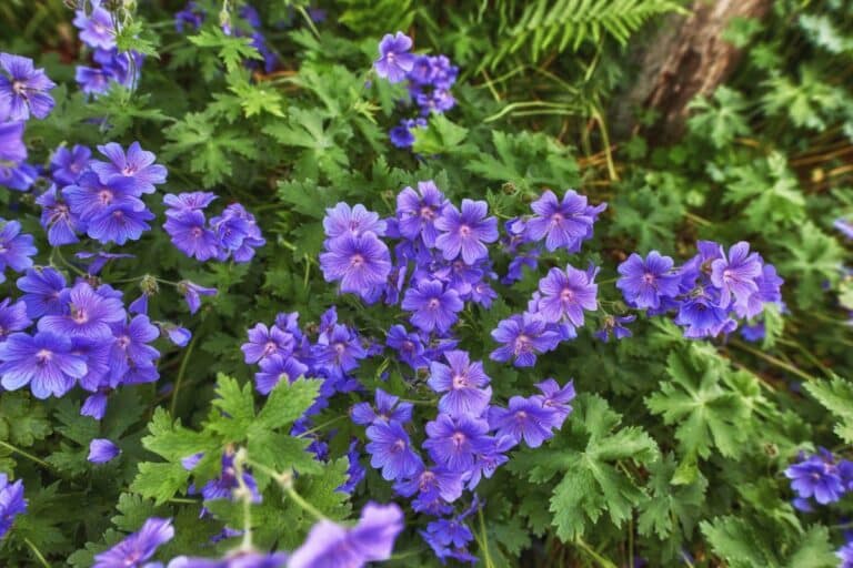 How to Grow and Care for Geraniums (Pelargonium)