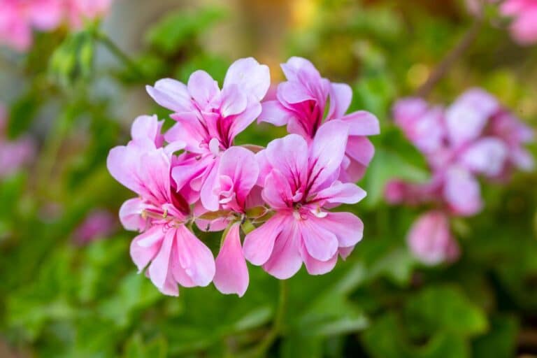 12 Common Varieties and Types of Geraniums