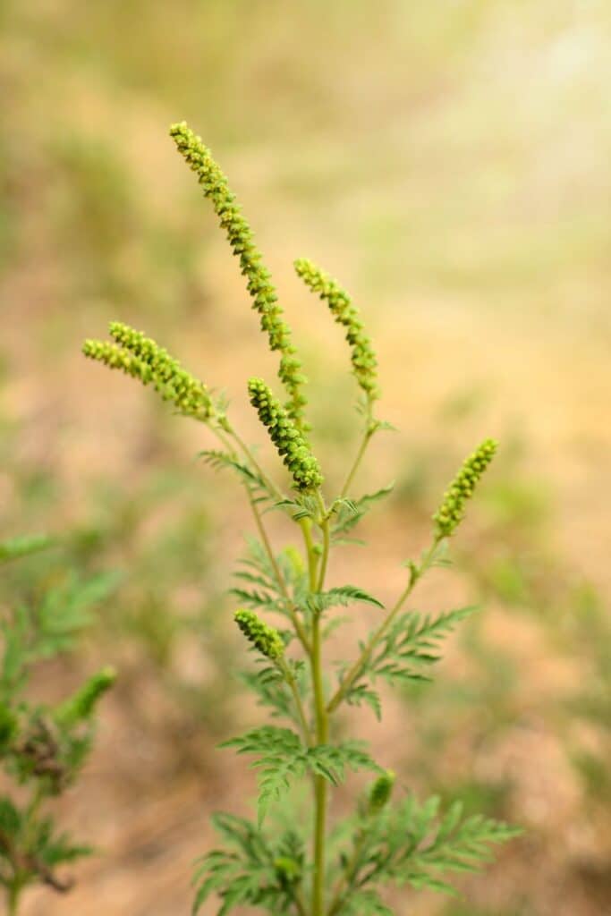 A picture of giant ragweed flowers