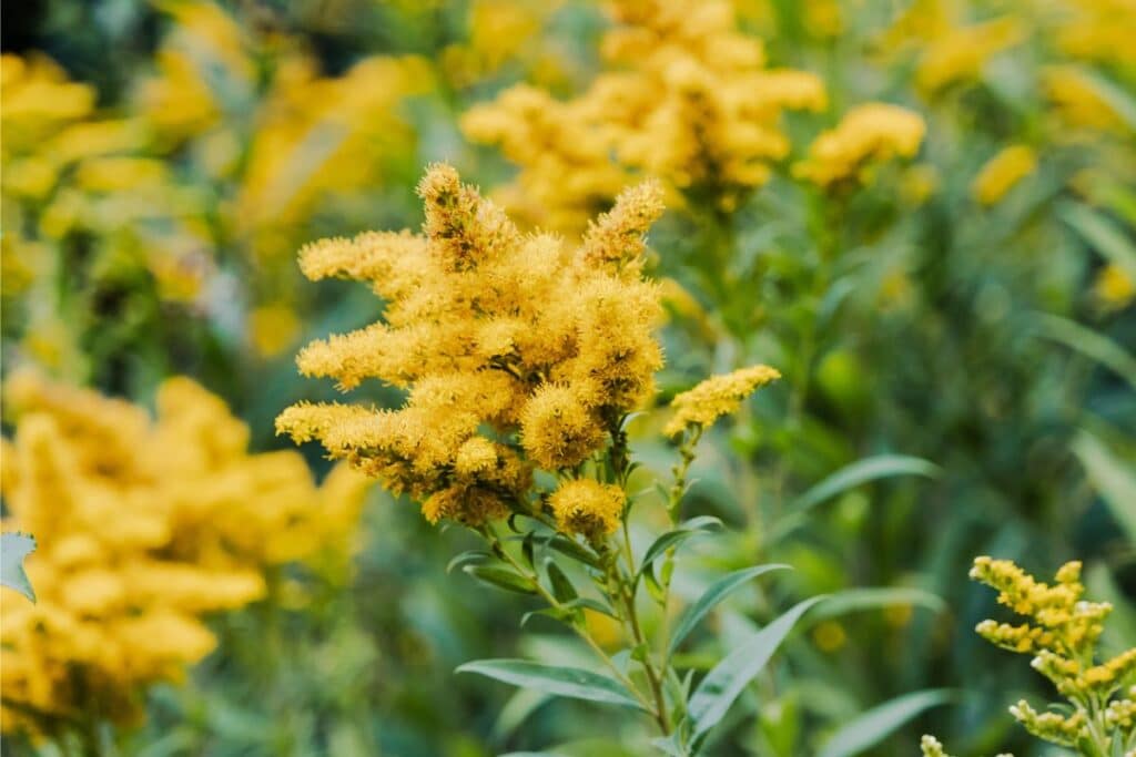 A picture of goldenrod flowers