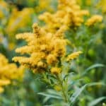 A picture of goldenrod flowers