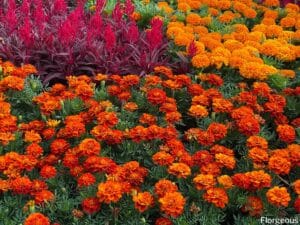 Marigold Companion Plants: 14 Best Herbs, Vegetables and Flowers to ...