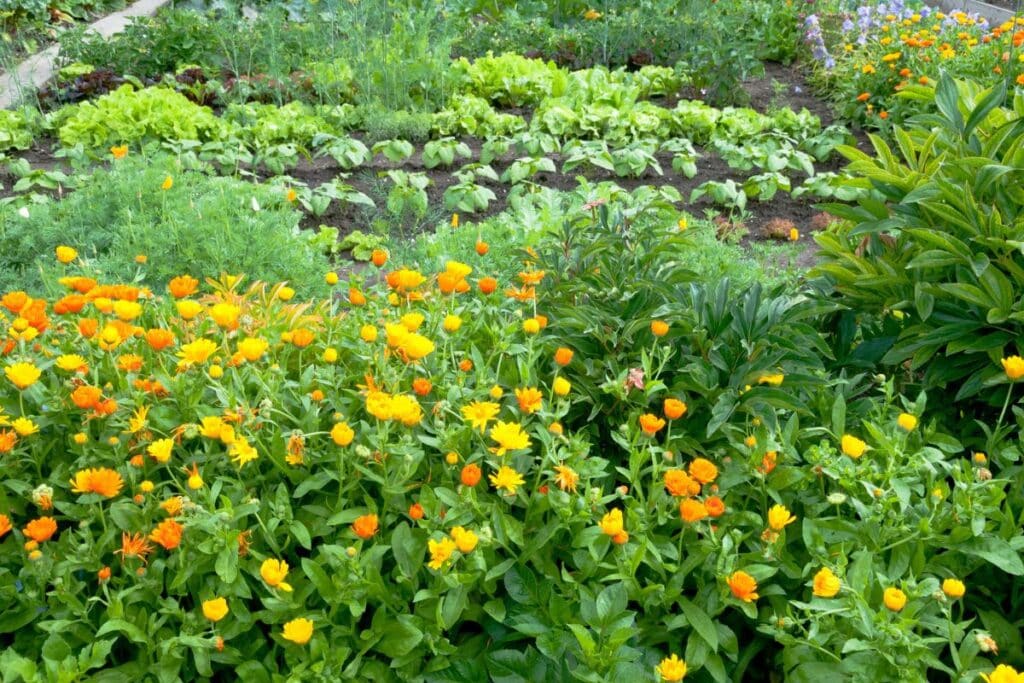 marigold vegetable garden