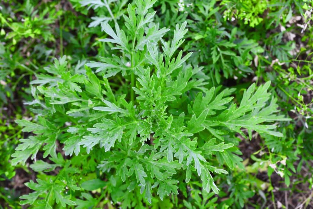 A picture of ragweed plant