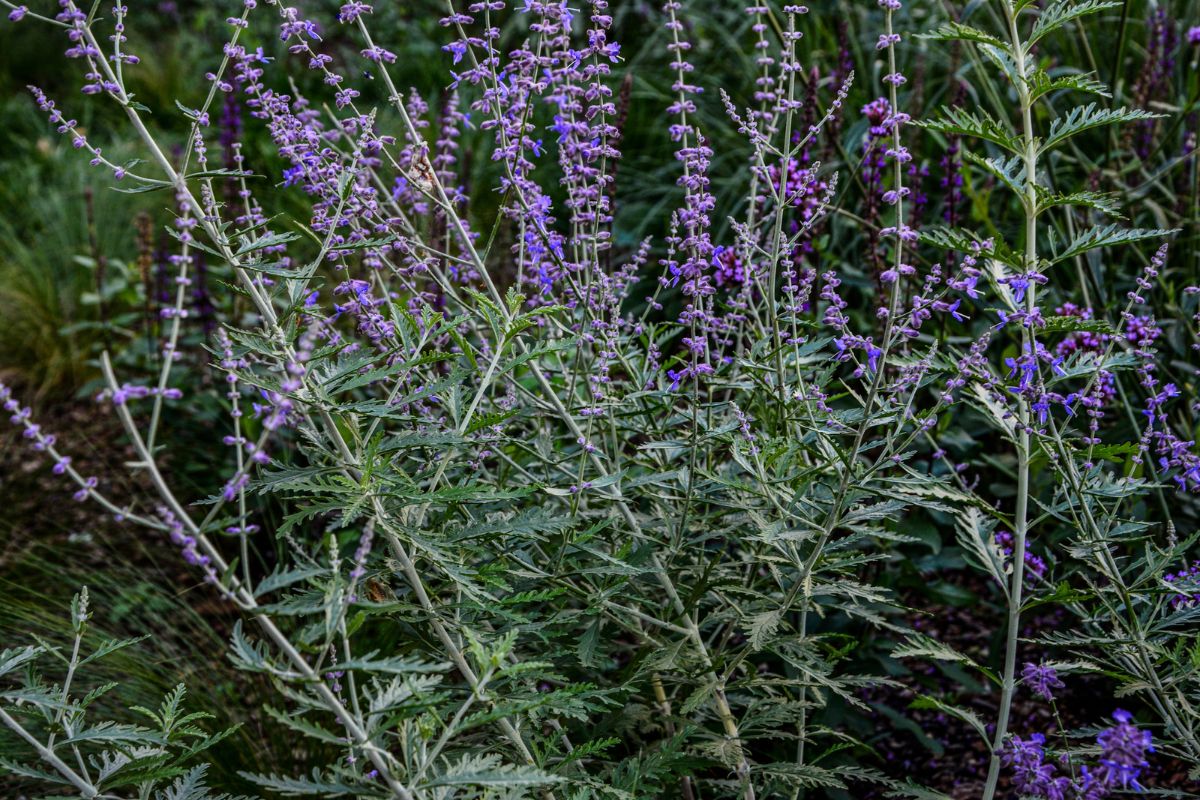 Russian Sage Companion Plants Largest Collection | www.pinnaxis.com