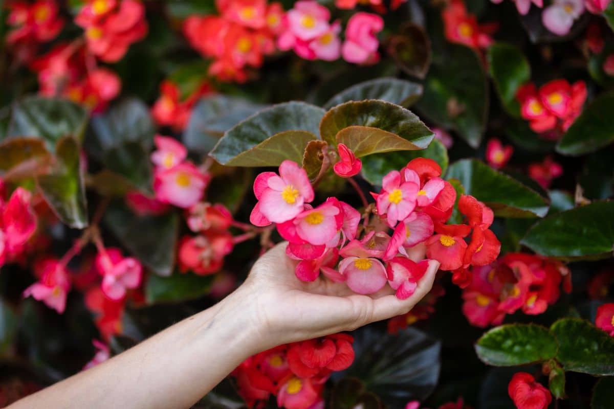 How To Grow And Care For Wax Begonia Plant Florgeous