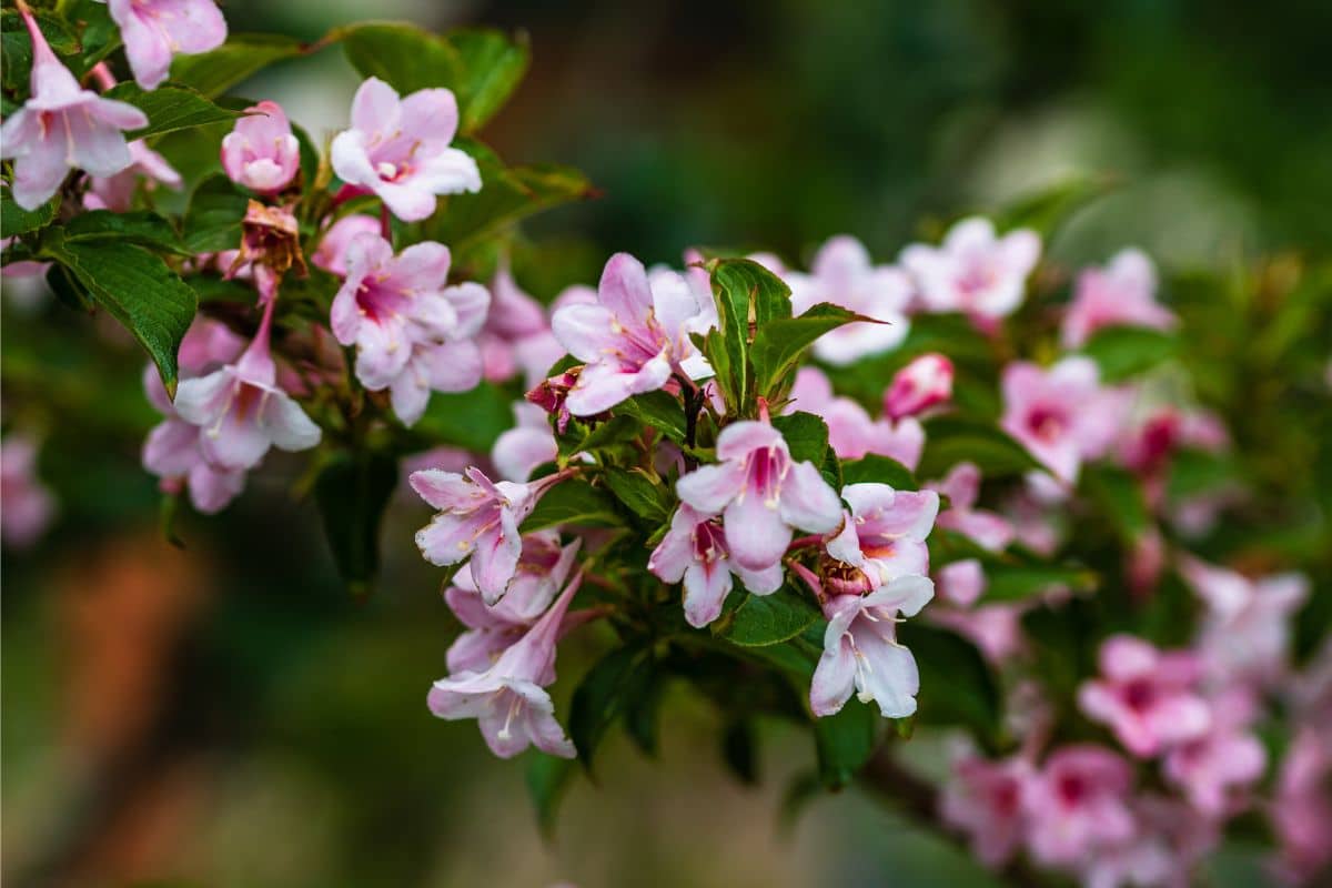 Image of Lilac and Weigela Wine and Roses companion plant