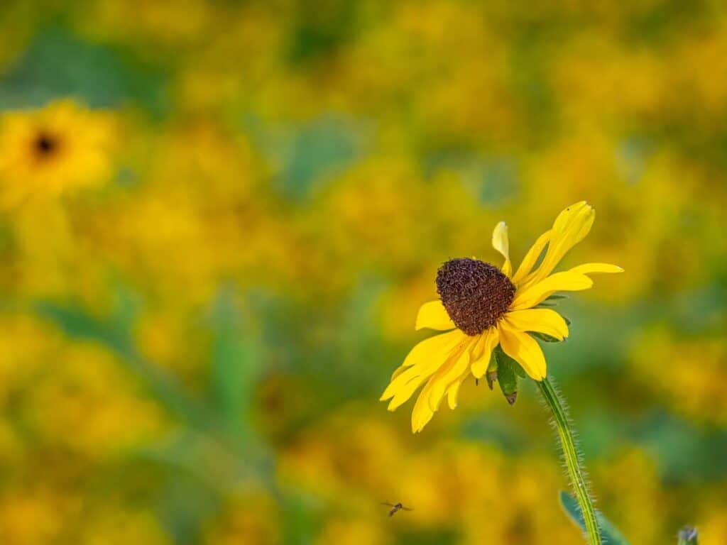 black eyed susan flower