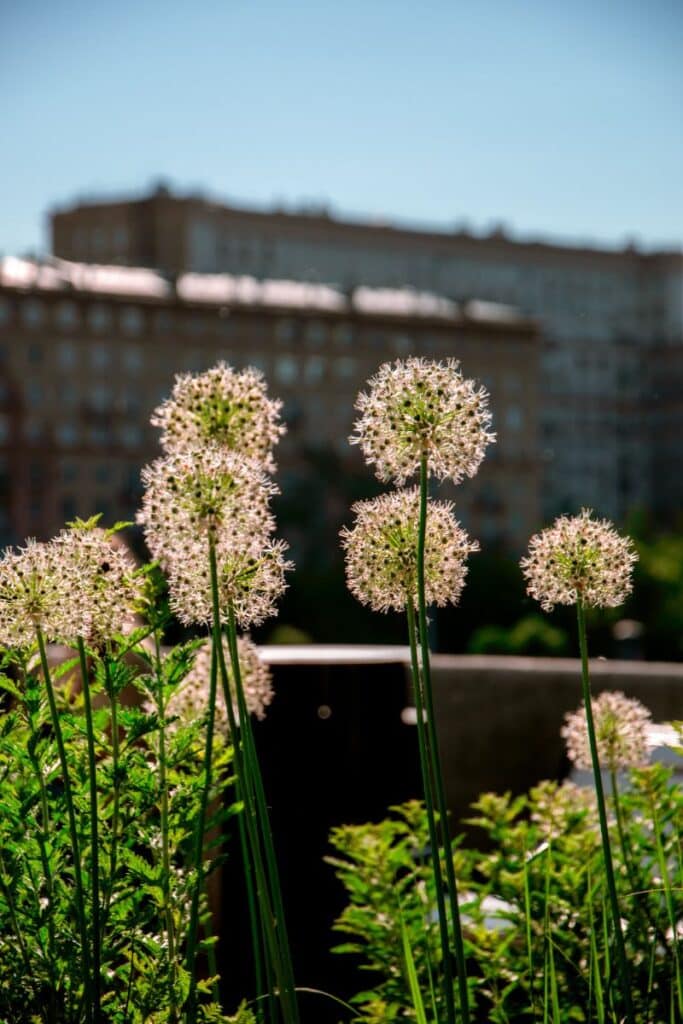 blooming alliums