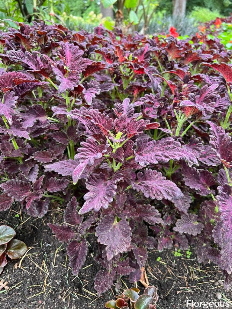 coleus plants