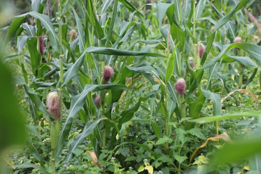 corn plants