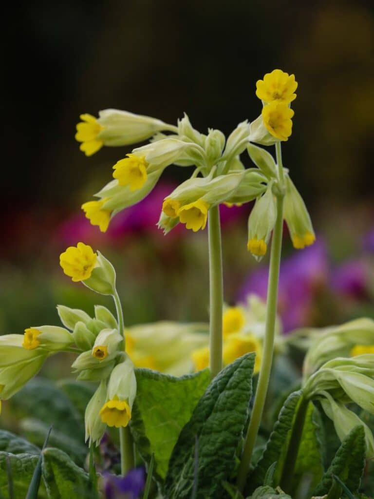 cowslip flowers