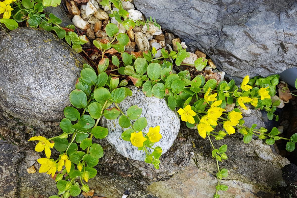 Tips for Thriving Creeping Jenny Companion Plantings - Plant Ideas ...