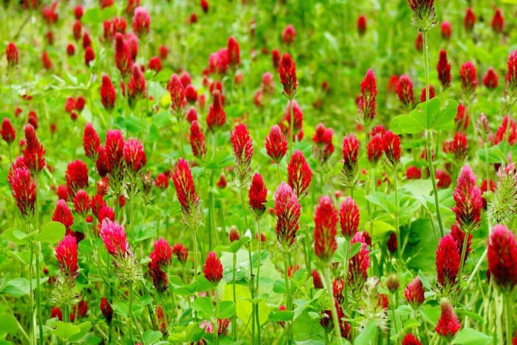 crimson clover field