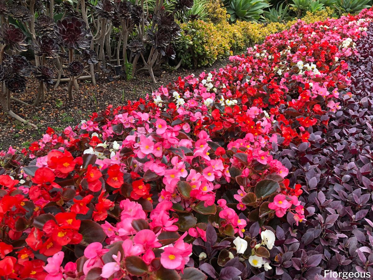 Are Begonias Deer Resistant? How to Protect Your Plants