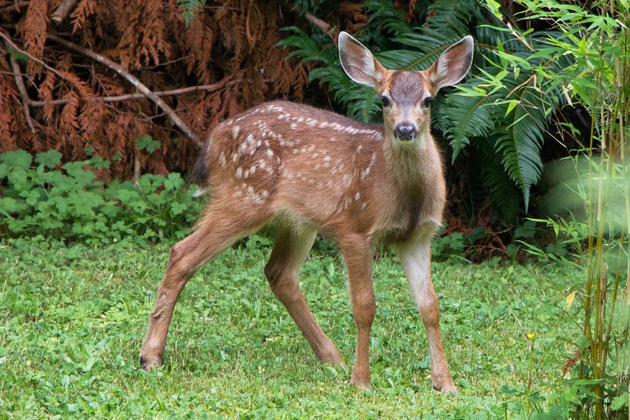 deer eating plants