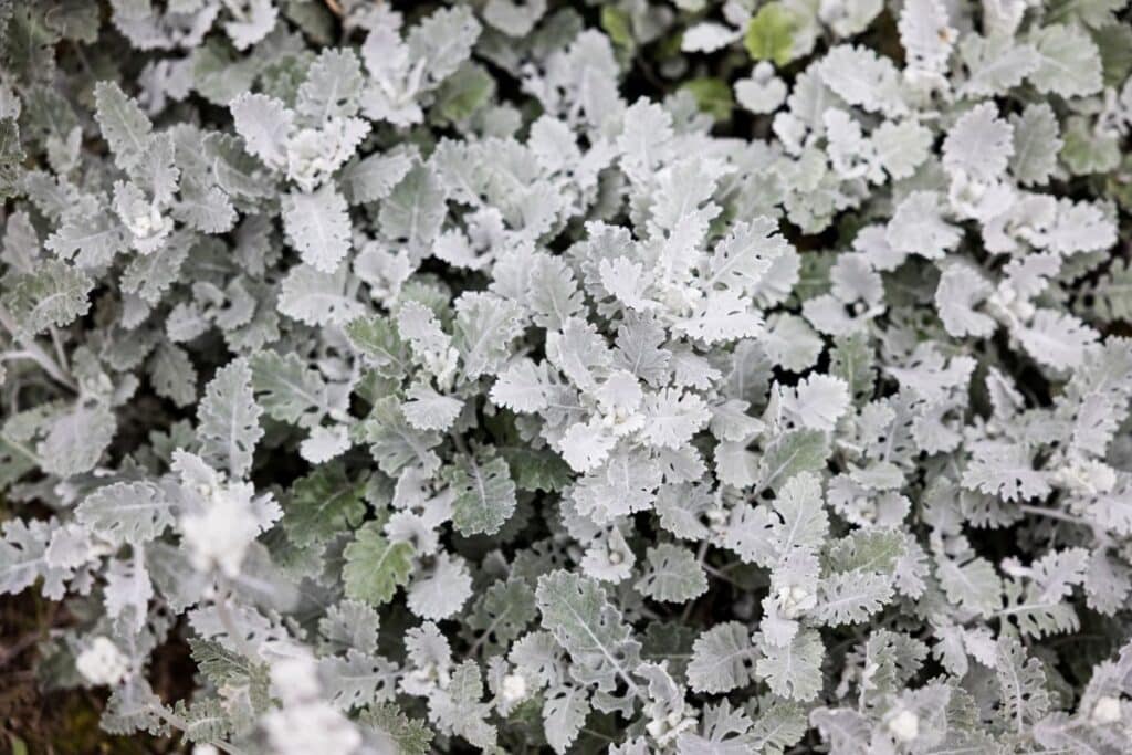 Image of Lavender and dusty miller companion plants