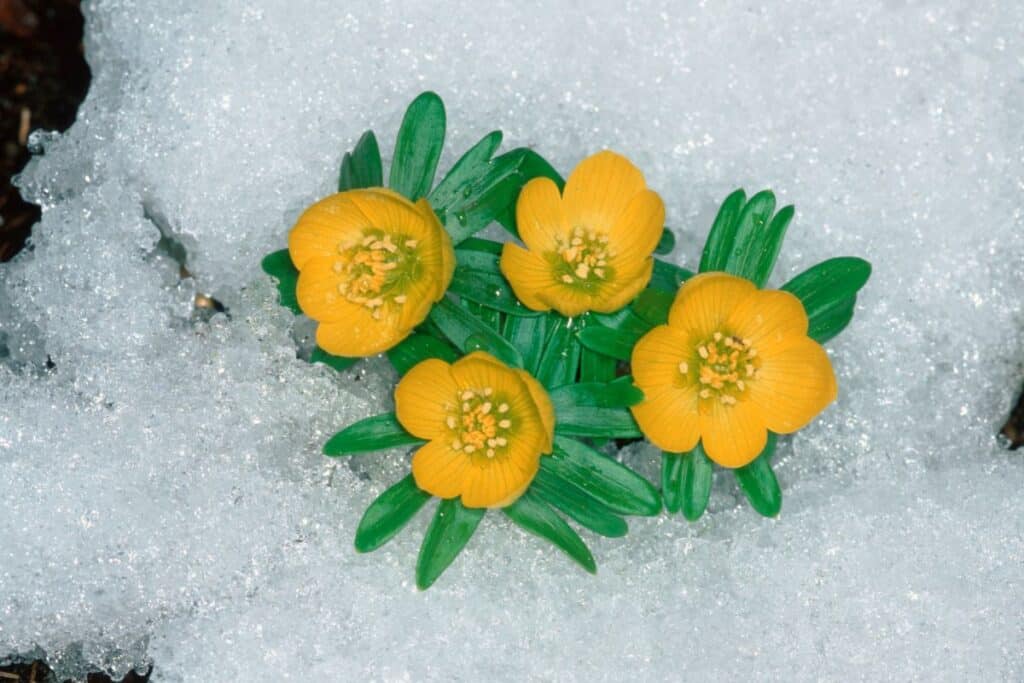 eranthis hyemalis