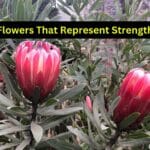 flowers represent strength